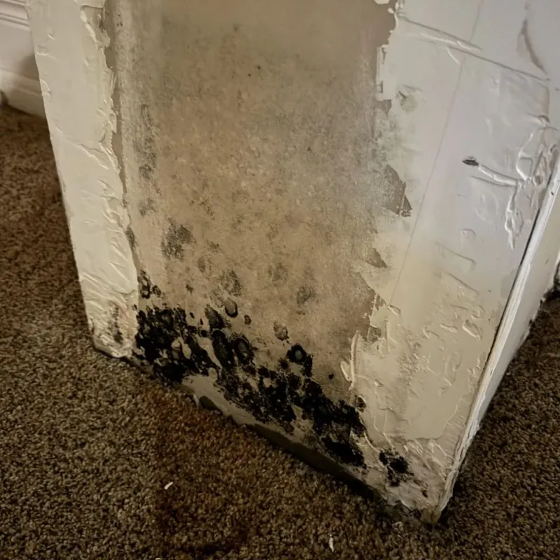 Professional Mold Removal in Howland Center, OH